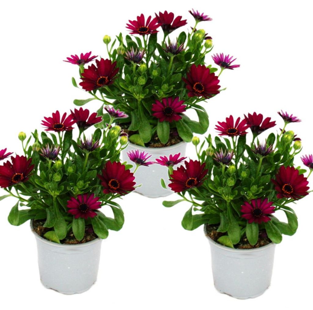 Cesto del Capo - Osteospermum ecklonis - vaso da 11 cm - Immagine del prodotto 