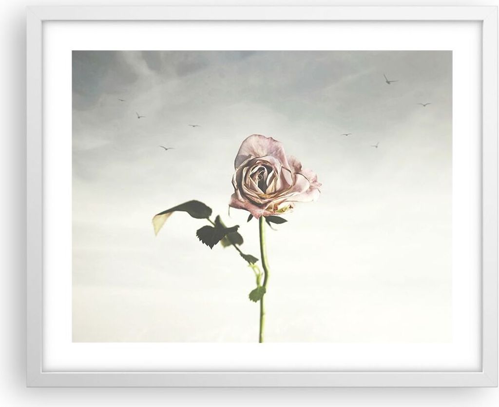 Gerahmtes Poster - Weißer Rahmen - Rose Vögel Himmel - 50x40 cm - Wand Bild - Wanddeko - Wandbilder - Kunstposter - Wandposter - Bilderrahmen - B...