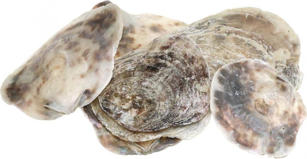 Capiz Muscheln Deko Natur Perlmutt Violett 8–14cm 1kg
