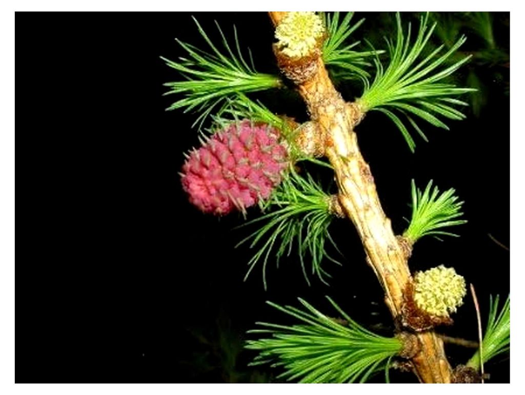 Europäische Lärche (Larix decidua) (Heimischer Baum - Winterhart) Auch für Bonsai geeignet