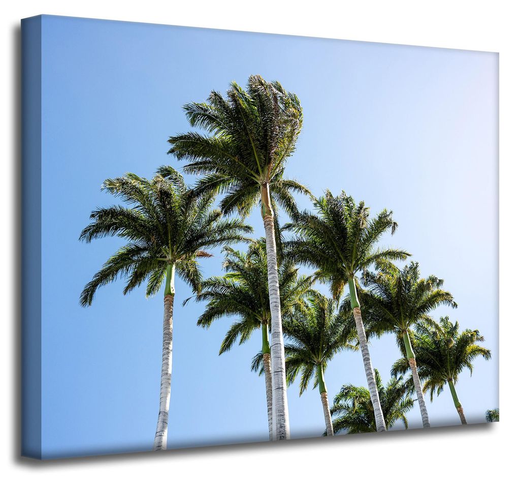 Leinwanddruck Natur Palmen 50x40 cm