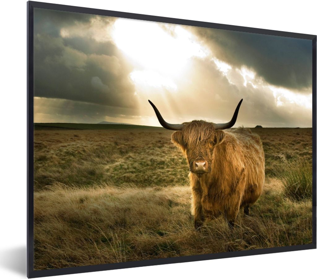 MuchoWow Gerahmtes Poster Schottischer Hochländer - Sonne - Tiere 80x60 cm - Poster mit Schwarzem Bilderrahmen Wandposter Rahmen Foto Bilder - S...