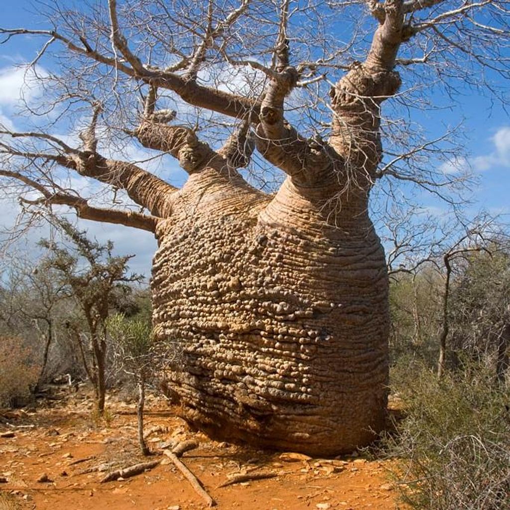 Fony-Baobab (Adansonia rubrostipa) - 3 Samen