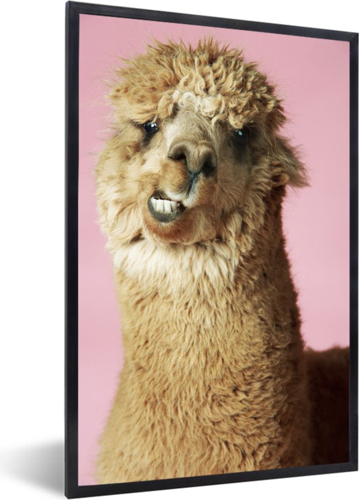 MuchoWow MuchoWow Gerahmtes Poster Nahaufnahme - Alpaka - Rosa 20x30 cm - Poster mit zchwarzem Bilderrahmen - Drucken - Bilder Poster im Rahmen