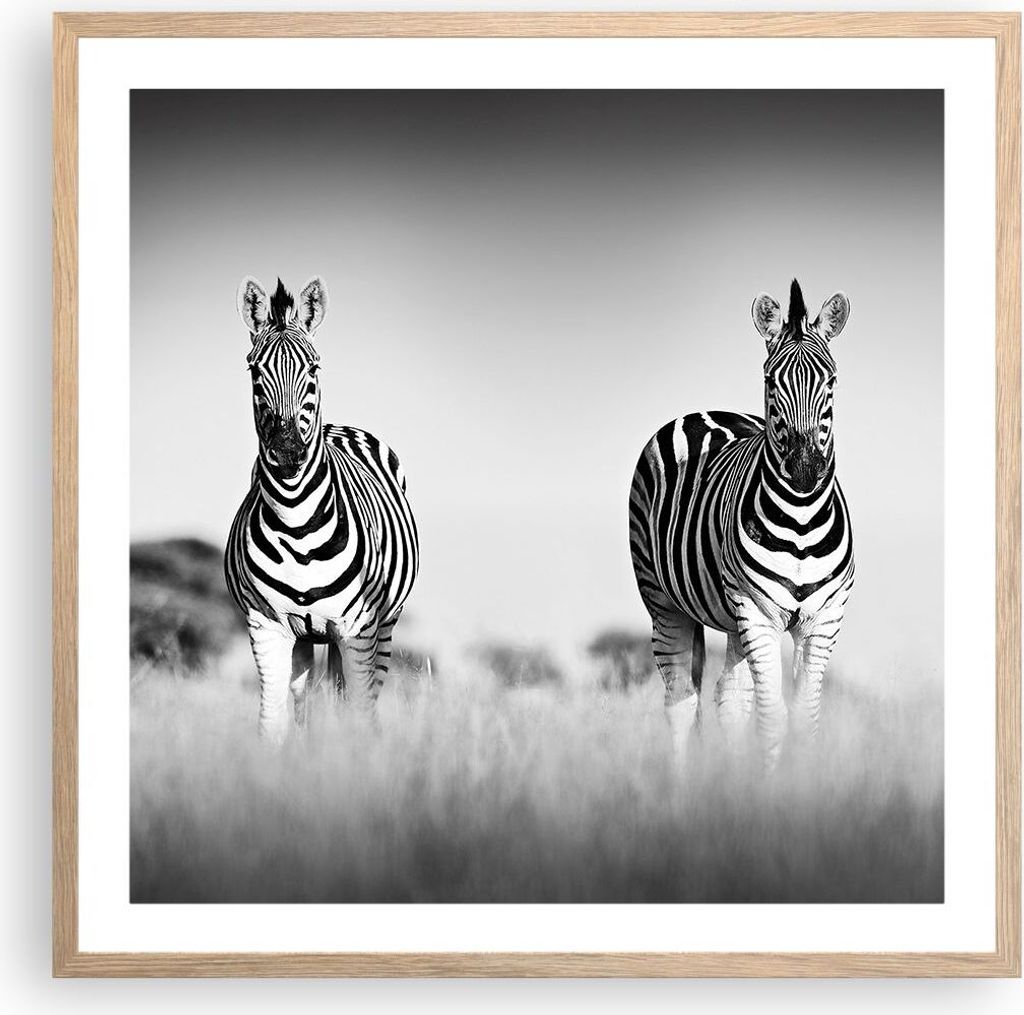 Gerahmtes Poster - Rahmen in heller Eiche - Zebras Fotografie Schwarzweiß - 60x60 cm - Wand Bild - Wanddeko - Wandbilder - Kunstposter - Wandposte...