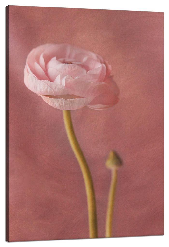 Leinwanddruck Botanik Rosa Pfingstrose 80x120 cm