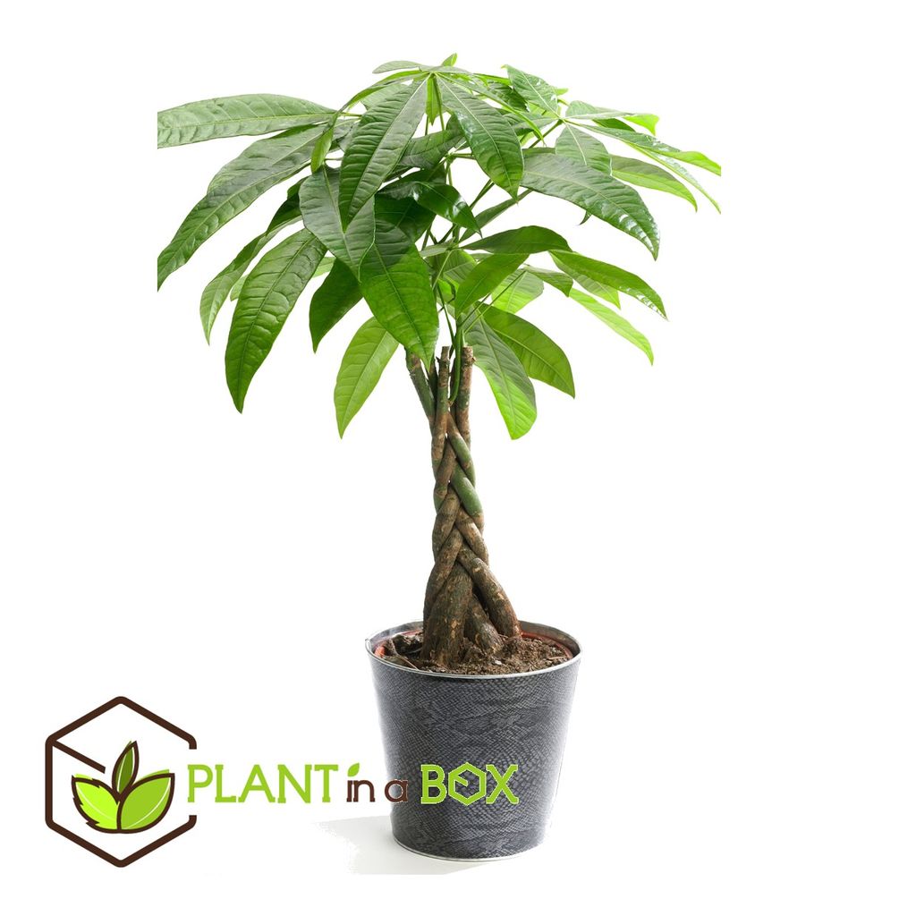 Produktbild von Herbie Pachira Aquatica Geldbaum ⌀12 X 25-35 Cm 2 Stk. Ab 30,90