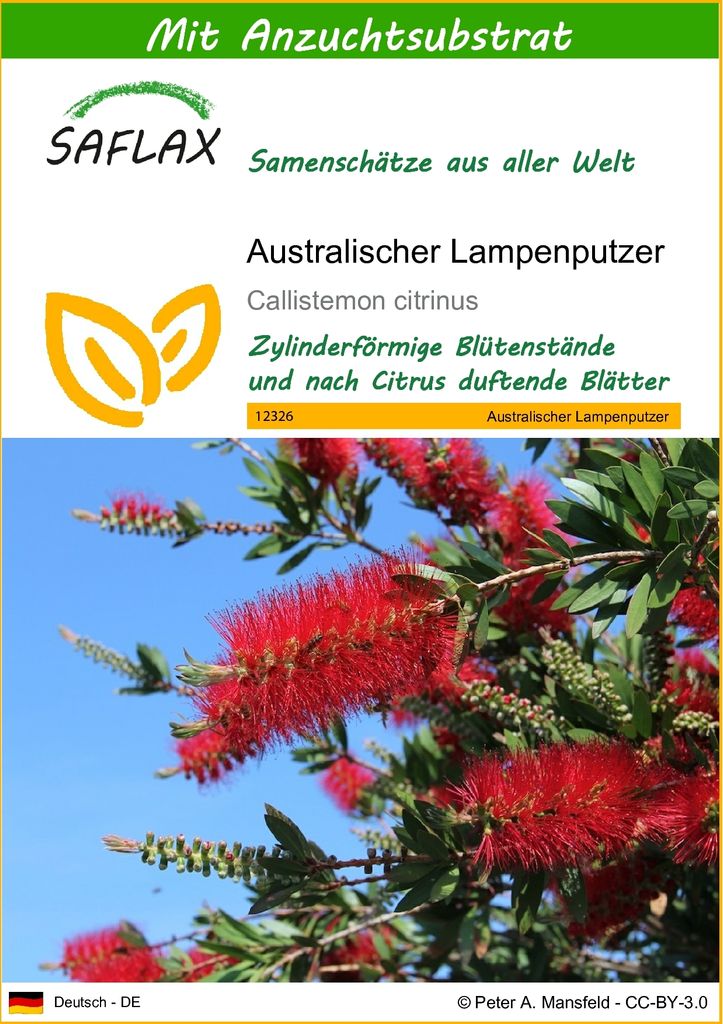 SAFLAX - Australischer Lampenputzer - Callistemon citrinus Produktbild 