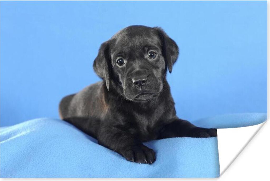 MuchoWow Poster Labrador Welpe auf blauer Decke 90x60 cm - Schlafzimmer