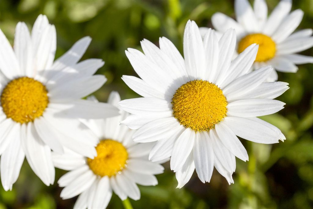 Leucanthemum vulgare, Margerite, weiß, ca. 9x9 cm Topf Produktbild 