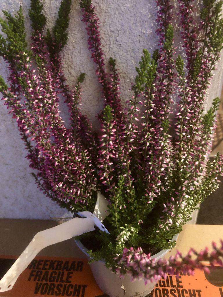 6 x Calluna vulgaris rot/rouge - Sommerheide, Knospenheide 10- 12 cm im Topf 10,5 cm