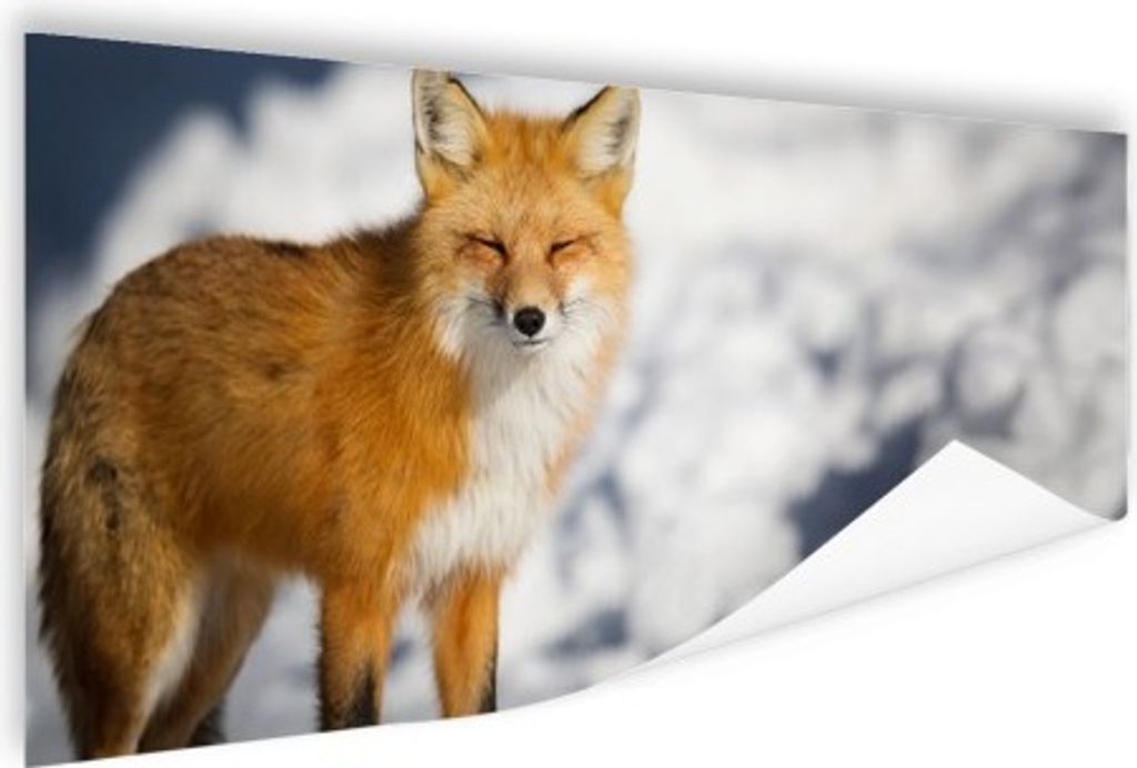 MuchoWow Poster Fuchs - Schnee - Rot 160x80 cm - Foto Poster