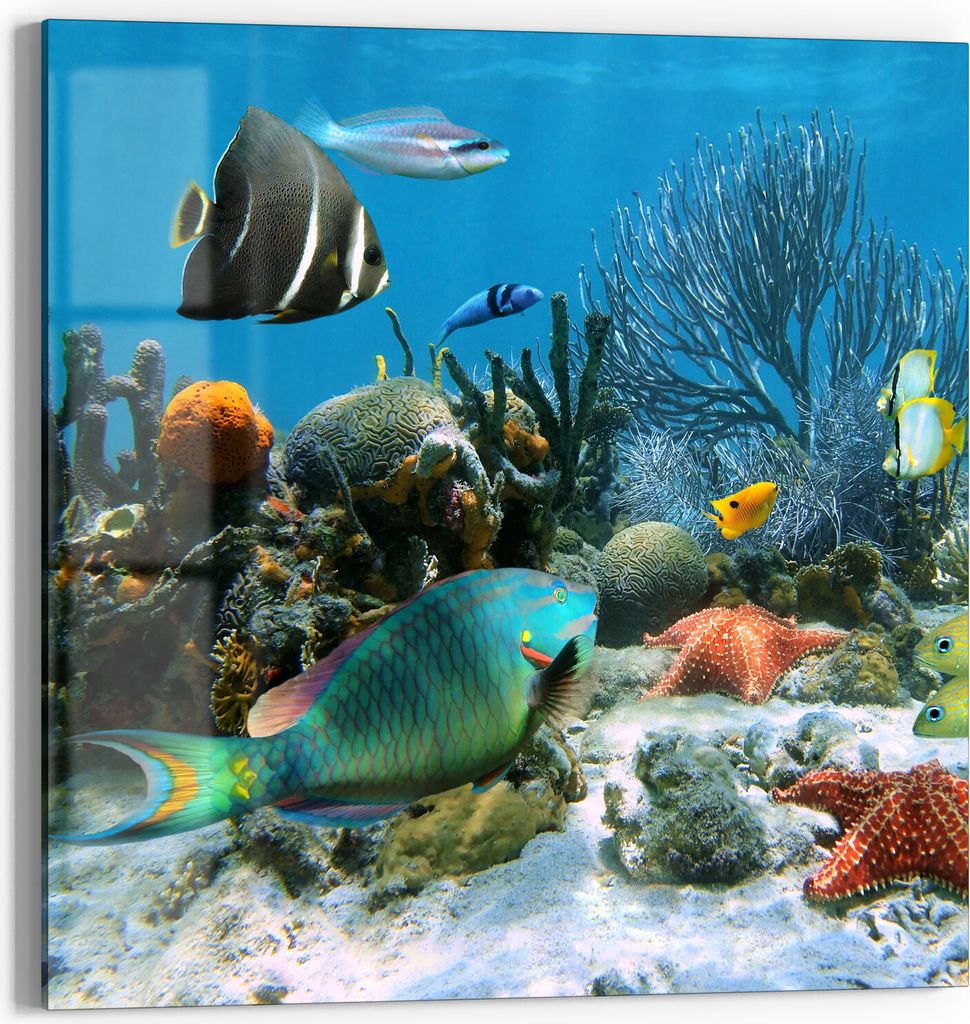 DEQORI Glasbild Echtglas 30x30 cm 'Regenwald der Meere' Wandbild Bild modern Deko