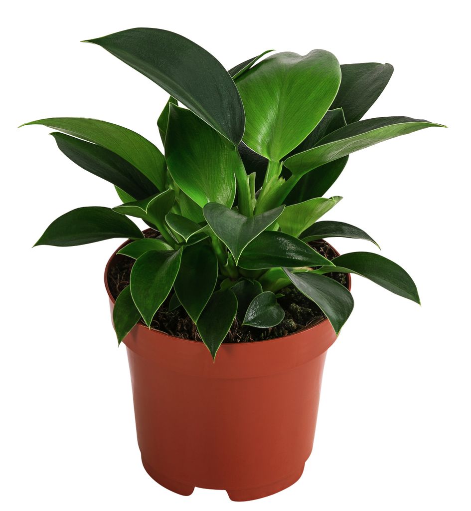 Dehner Baumfreund, Philodendron Green Princess, Produktbild 