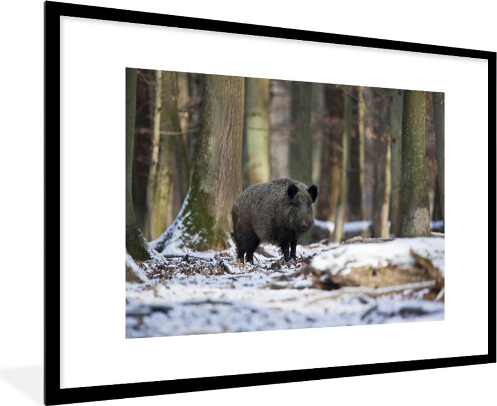 MuchoWow MuchoWow Gerahmtes Poster Wildschwein - Schnee - Tier 90x60 cm - Poster mit zchwarzem Bilderrahmen - Wanddekoration - Fotos