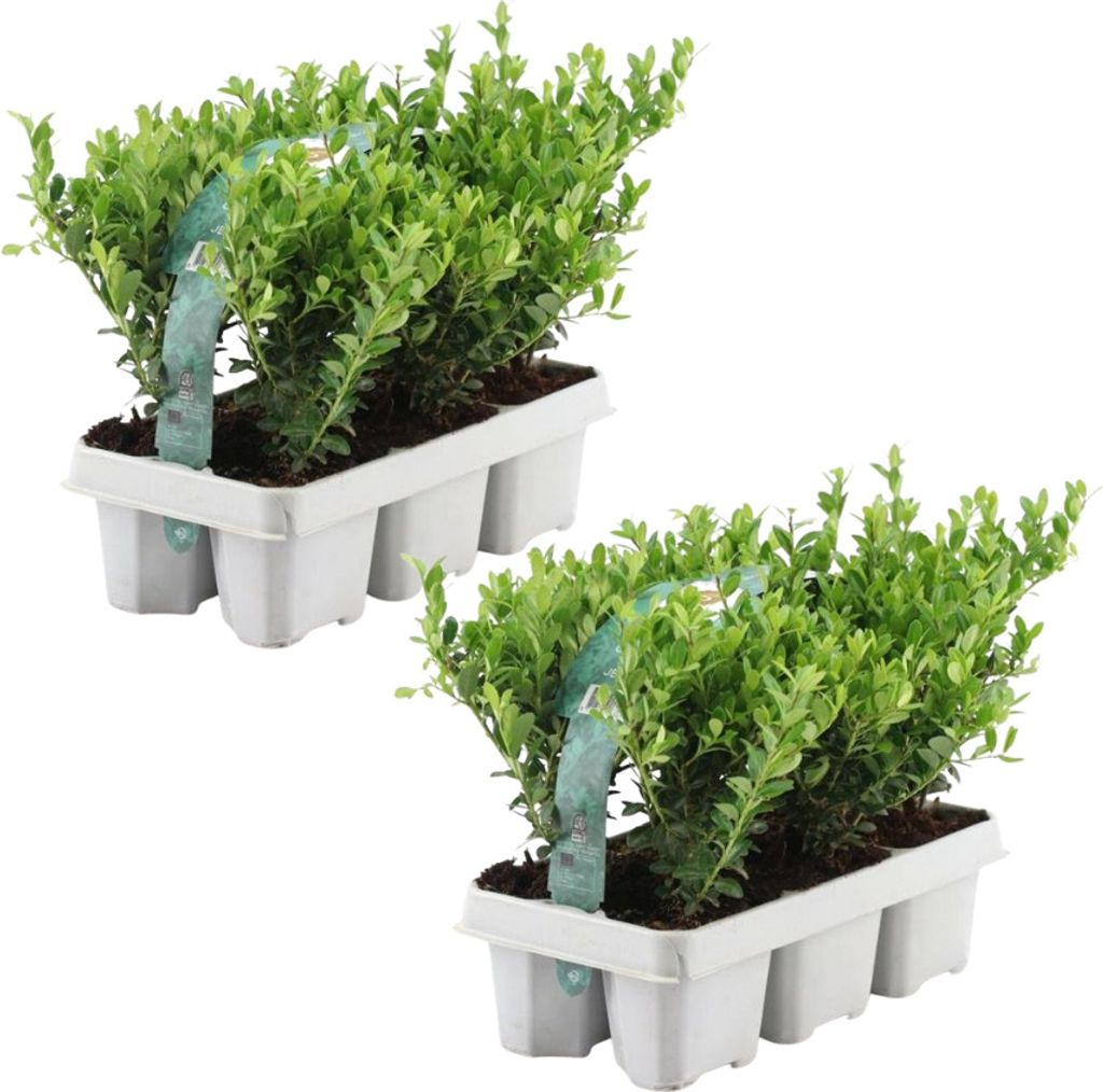 12 Stechpalme Pflanze | Heckenpflanzen Winterhart | 12 x Ø7 cm - 15 cm Ilex crenata Jenny | Heckenpflanzen | Buchs ersatz | Buchsbaum ersatz