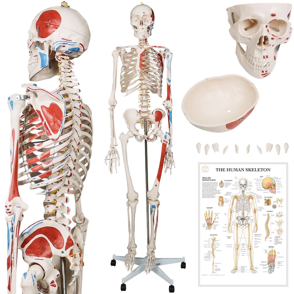 Menschliches Kniegelenk Lebensgroß Anatomie Modell Lehrmodell mit Ständer 