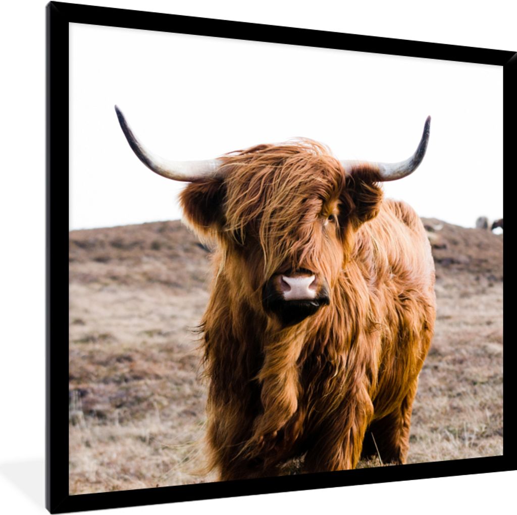 MuchoWow Gerahmtes Poster Schottische Highlander - Landschaft - Kuh - Braun - Tiere - Natur 40x40 cm - Poster mit Schwarzem Bilderrahmen Wandpost...