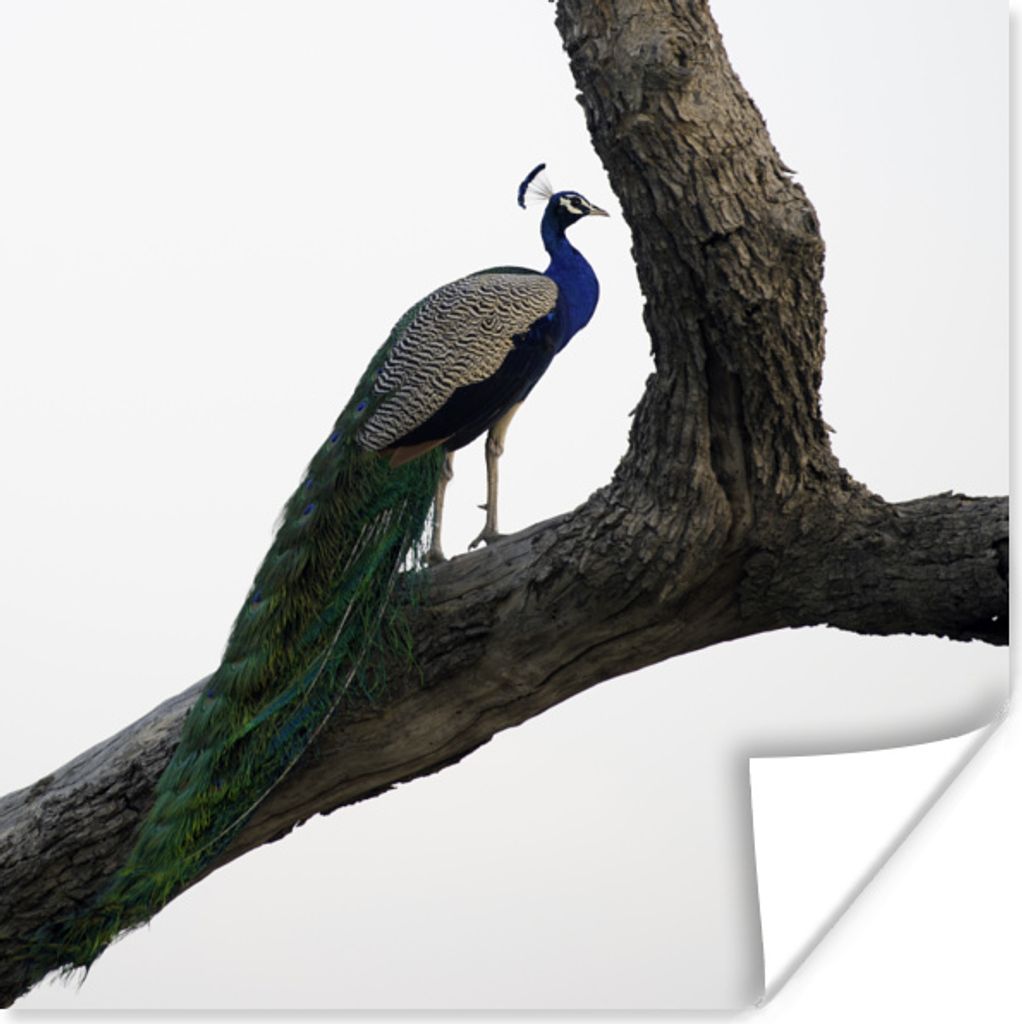 MuchoWow Poster Pfau - Baum - Blau 100x100 cm - Babyzimmer