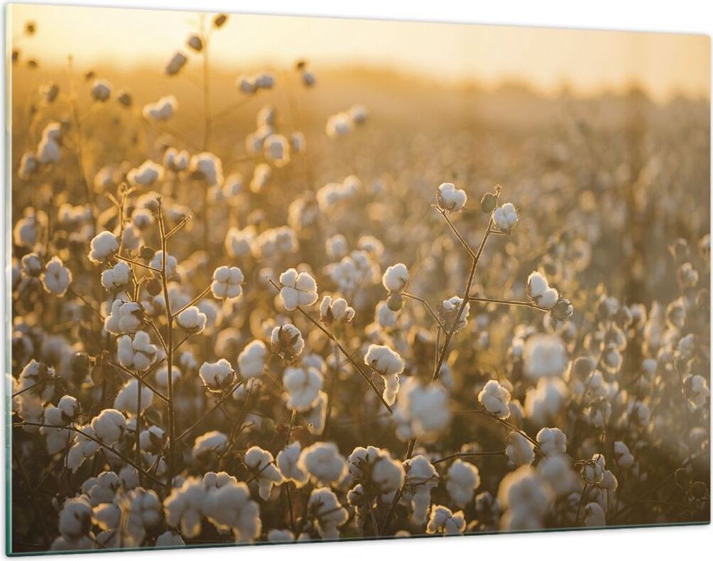 Bilder auf glas - Einteilig - Baumwolle Feld Acker - 120x80cm - Glasbilder - Wandbilder - Bilder - zum Aufhängen bereit - Wanddekoration aus Glas ...