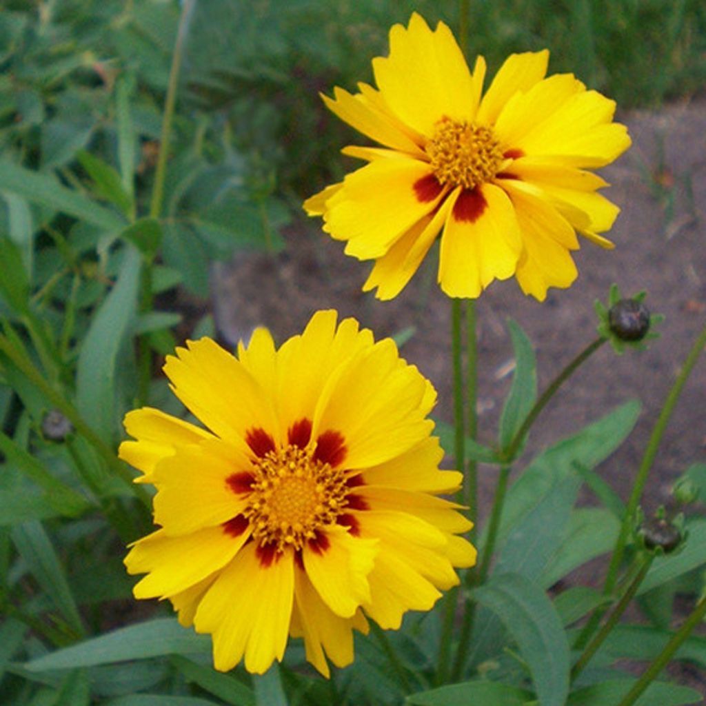 6 x Mädchenauge - Coreopsis grandiflora 'Badengold' | Topf 9cm x 9cm