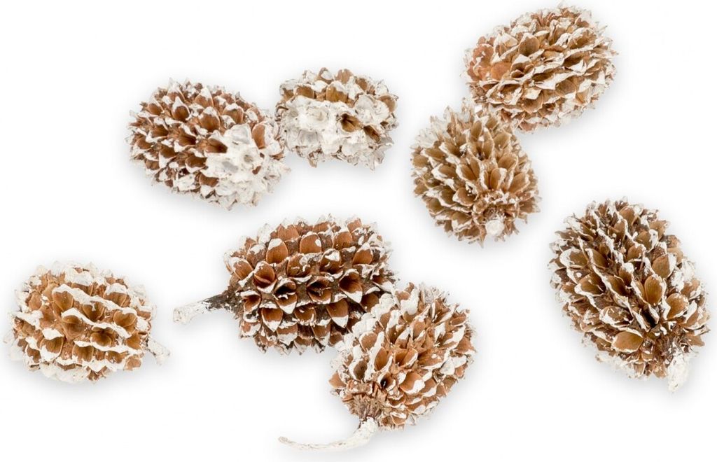 Kasuarinen-Zapfen in Weiß-Getupft, 1kg, Größe 1-2cm | Casuarina