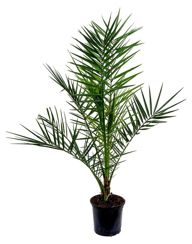 Phoenix Canariensis Kanarische Dattelpalme Exotische Gartenpflanze 15 cm Topf