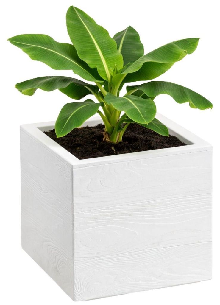 HowHomely | Pflanzentopf - Blumenkübel - creme - 30 x 30 x 30 cm - Blumentopf auf Rädern - Holzoptik - Dekorativ