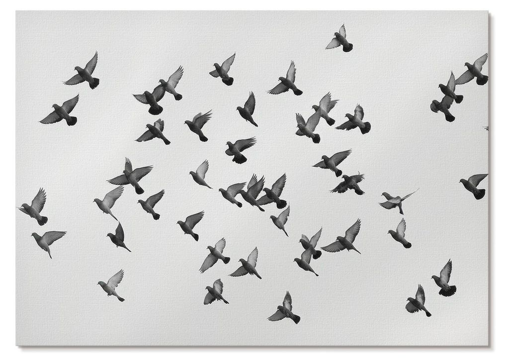 POSTER - 42x29 cm (A3) - Sage - Vögel im Flug – Elegante Schwarz-Weiß-Harmonien - Wandbild für Wohnzimmer Schlafzimmer & Flur, Modernes Poster...