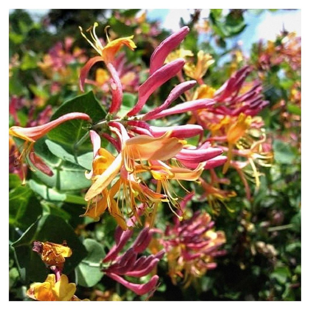 2 x Geißblatt American Beauty (Lonicera) - 2er Set Kletterpflanzen - Rot/Orange & Winterhart | 2 x 1,5 Liter Töpfe