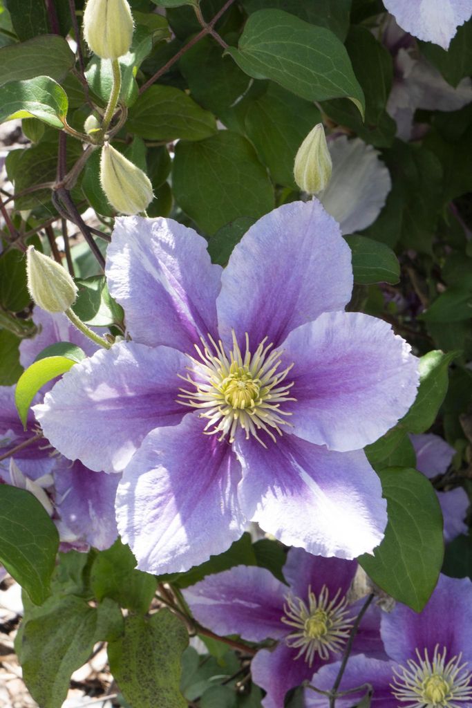 2 x Waldrebe - Clematis 'Piilu' | 50-60 cm in Container