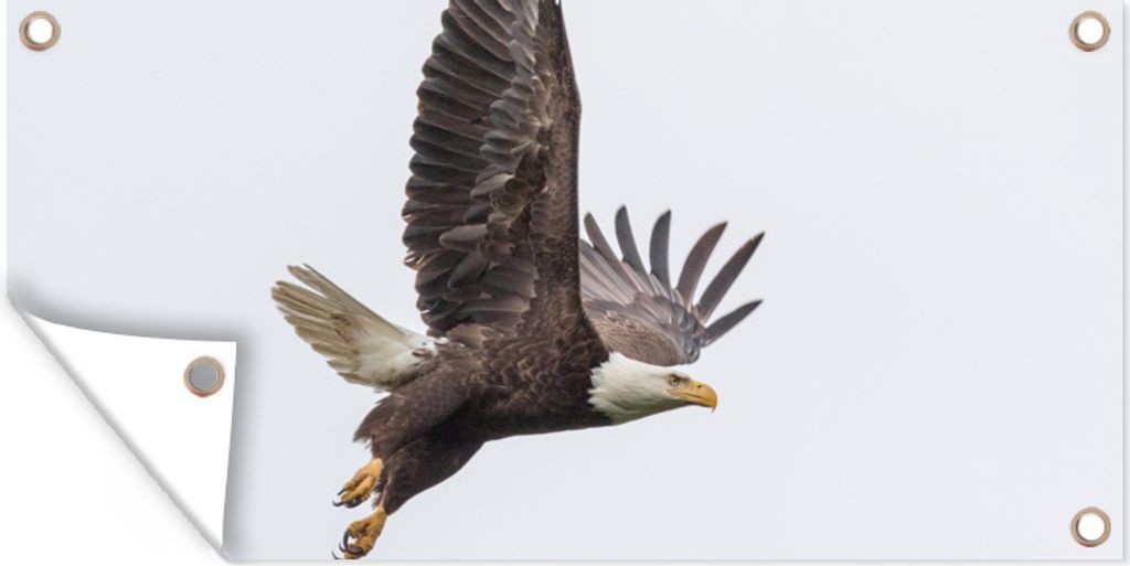 MuchoWow 60x30 cm Outdoor-Poster Gartendeko Sichtschutz Garten Poster für den Garten Weißkopfseeadler - Vogel - Amerika