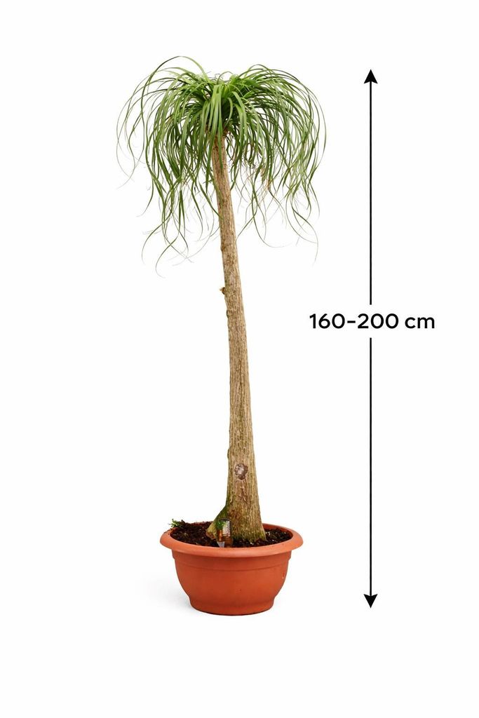 Elefantenfu 160200 cm (Beaucarnea recurvata)