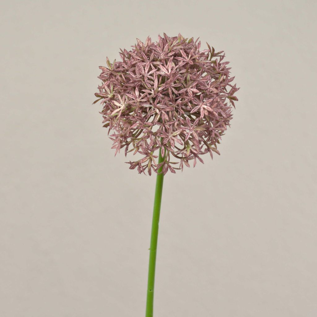 artplants.de Künstliche Blume Allium ARNAU, rosa, 60cm - Kunstblume Zierlauch