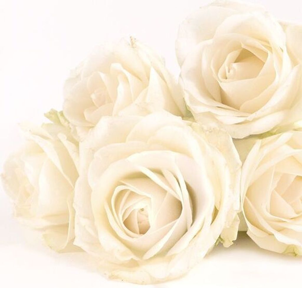 Braun & Company Servietten Motiv Elegant Rose 33 x 33 cm - 20er Pack