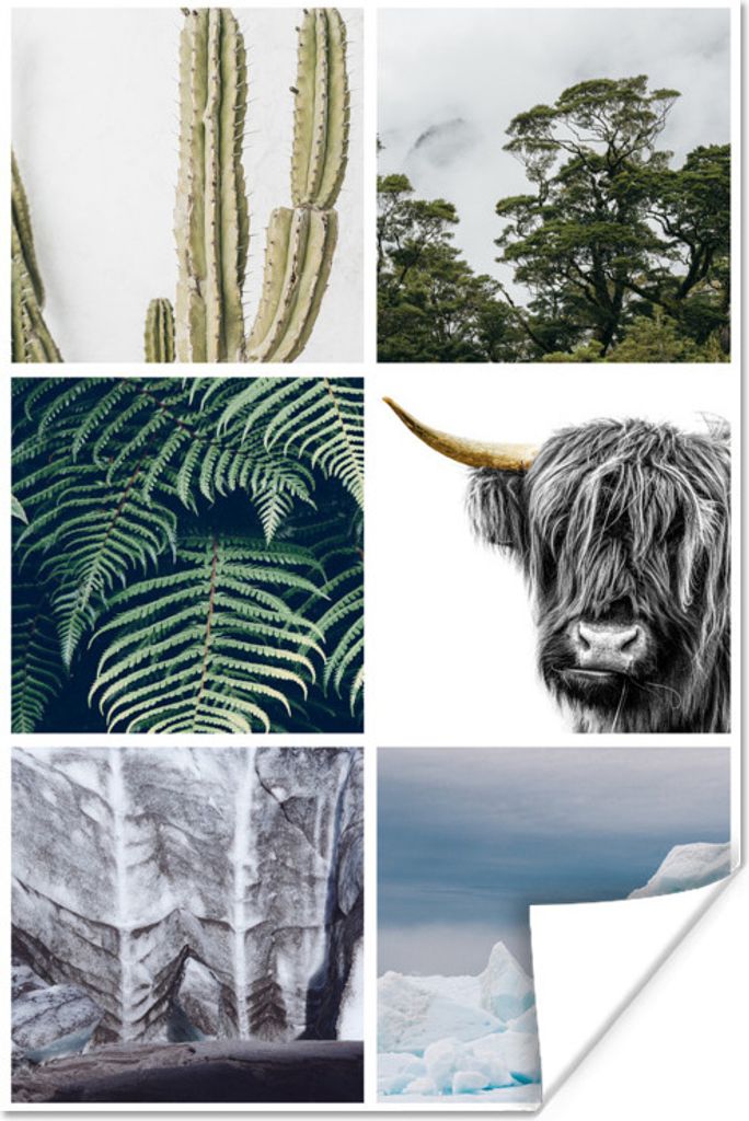 MuchoWow Poster Schottisches Hochlandrind - Collage - Kaktus - Pflanzen 60x90 cm - Wanddekoration