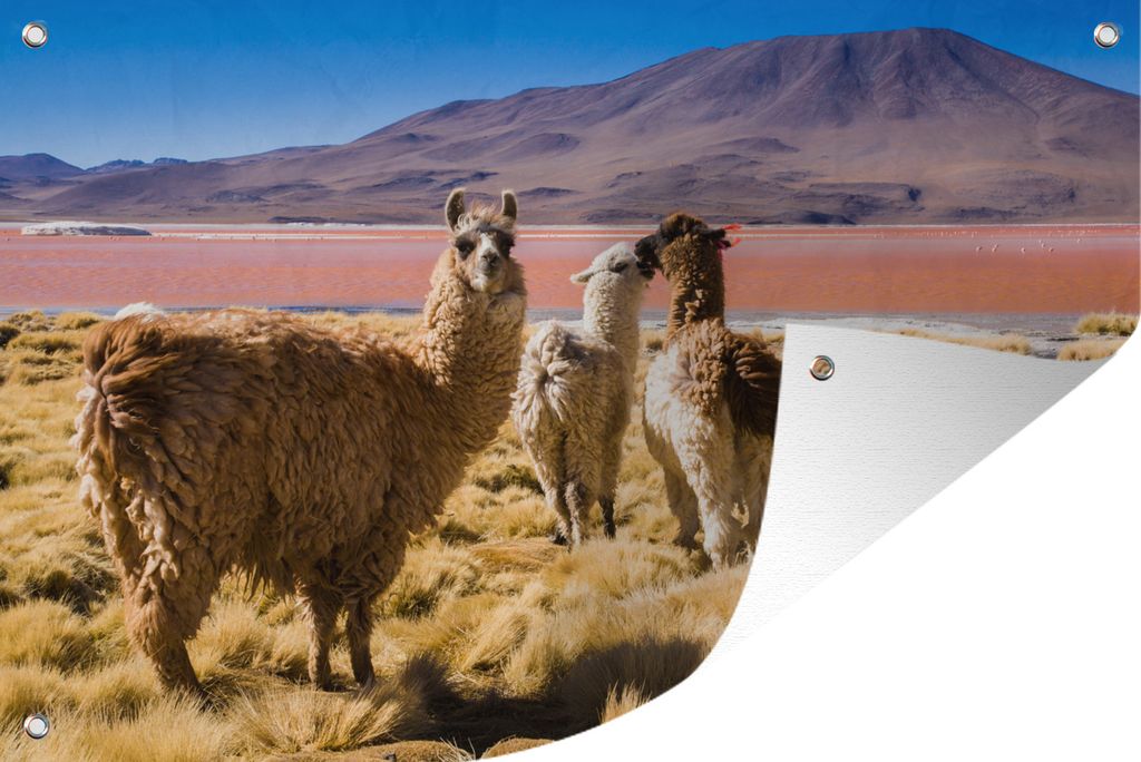 MuchoWow 120x80 cm Outdoor-Poster Gartendeko Sichtschutz Garten Poster für den Garten Lamas an der Laguna Colorada