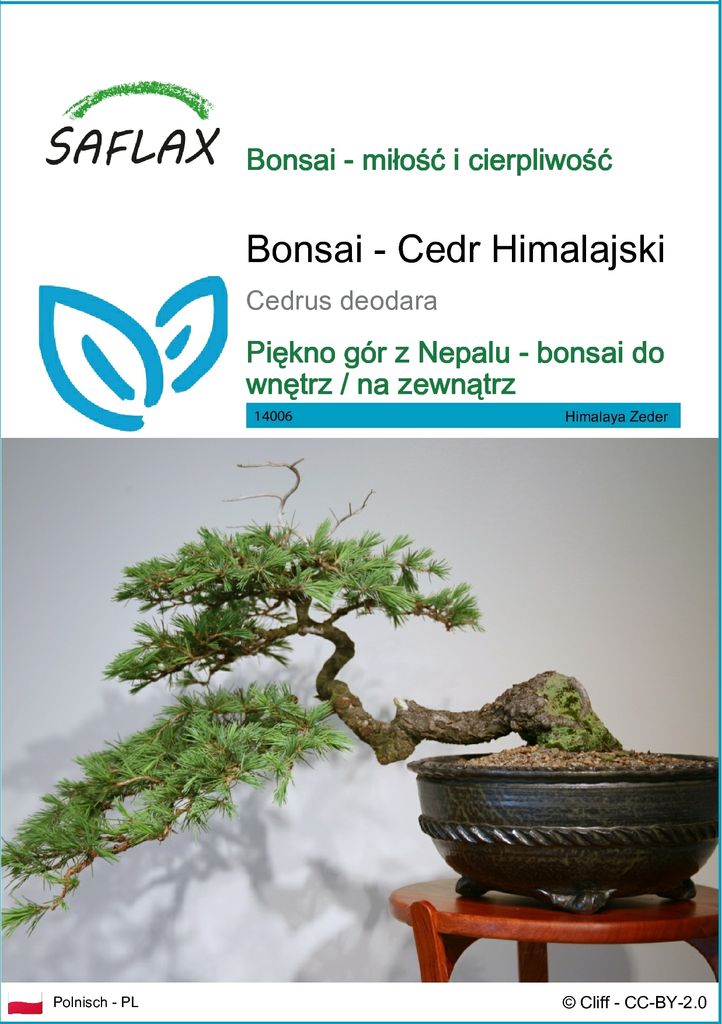 SAFLAX - Bonsai - Cedr Himalajski - 35 Nasiona - Cedrus Zdjęcie produktu 