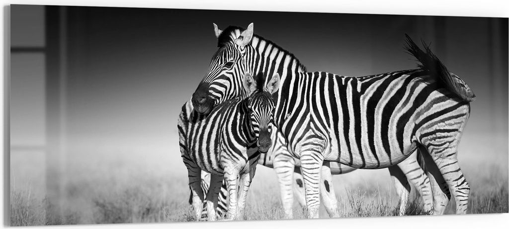 DEQORI Glasbild Echtglas 150x60 cm 'Zebras beieinanderstehend' Wandbild Bild modern Deko