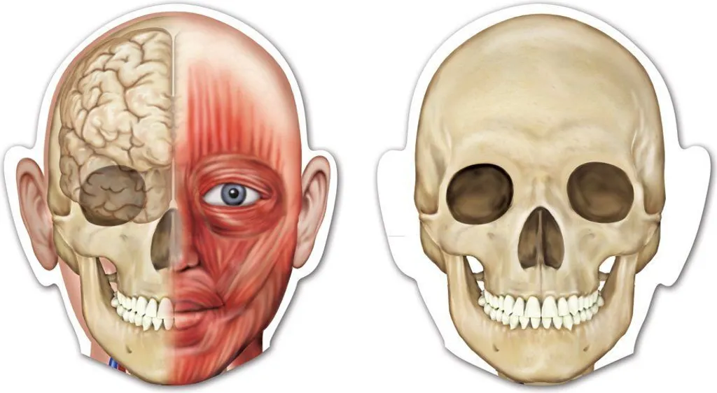 Comprendre l'anatomie facilement - Modèle de corps humain magnétique