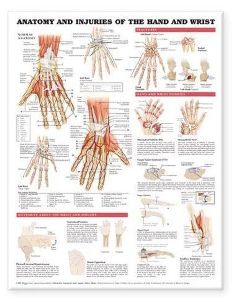 Anatomy And Injuries Of The Hand And Wrist Anatomical Chart - Paper