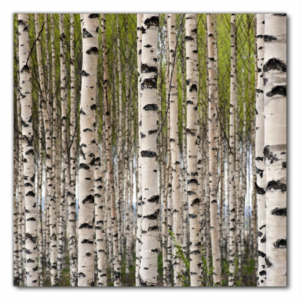 Wallario selbstklebende Möbelfolie/ Tischdecke für Innen und Außen, Größe: 100 x 100 cm - Birkenwald - Baumstämme in schwarz weiß