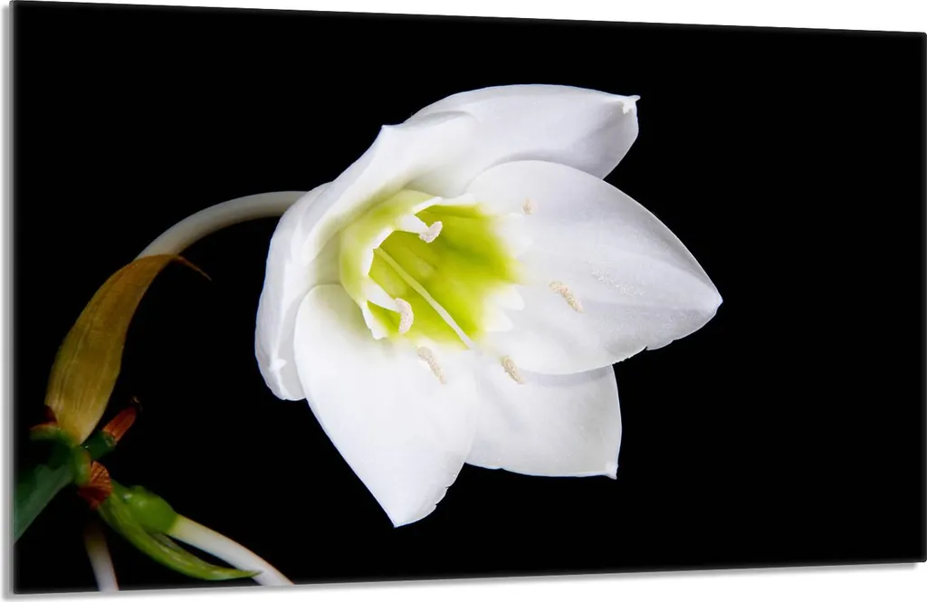 Offerta Copri Fornelli 80x52cm Bianco Giglio | Piastra Ceramica 1 Pezzo