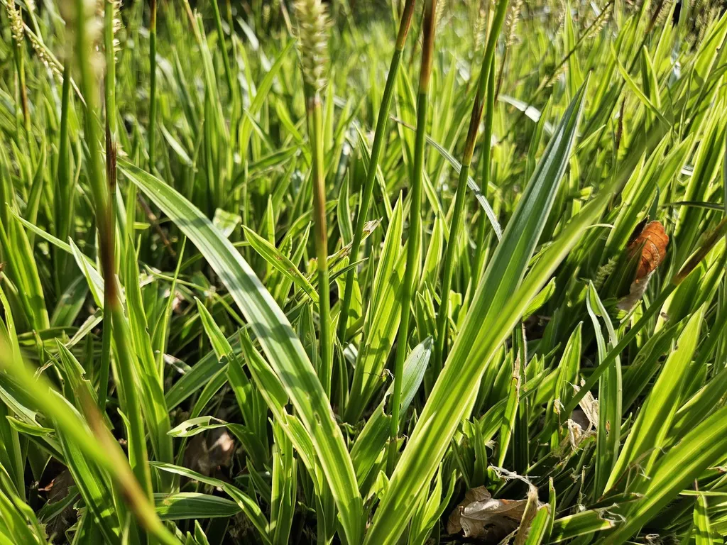 Herbe Ornementale Persistante Carex Aureovariegata - Couvre-sol 6 pcs - 6