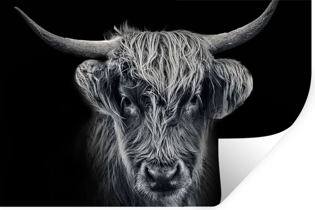 MuchoWow Wandtattoo Wandsticker Wandaufkleber Schottischer Highlander - Schwarz - Kuh - Tiere 120x80 cm Selbstklebend und Repositionierbar - Selb...