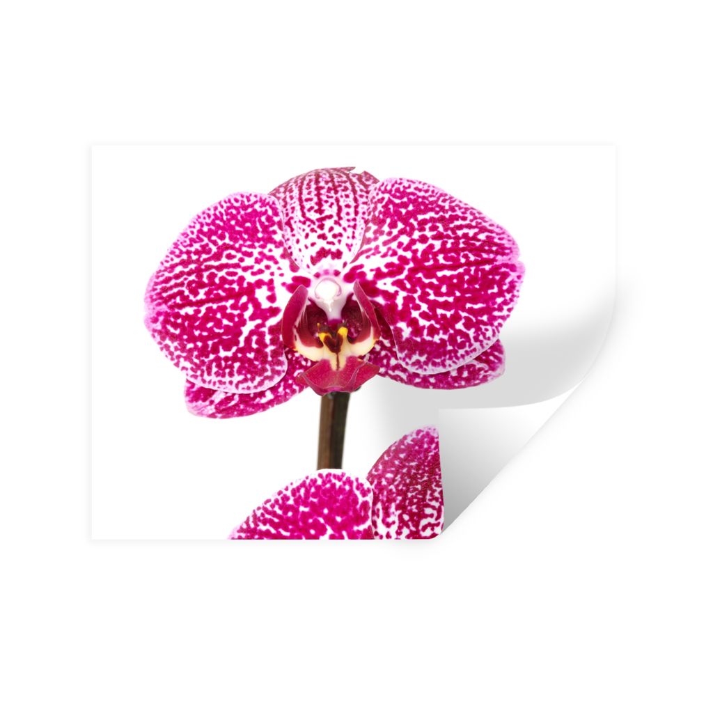 MuchoWow Wandtattoo Wandsticker Wandaufkleber Orchidee rosa 40x30 cm Selbstklebend und Repositionierbar - Faltenfrei