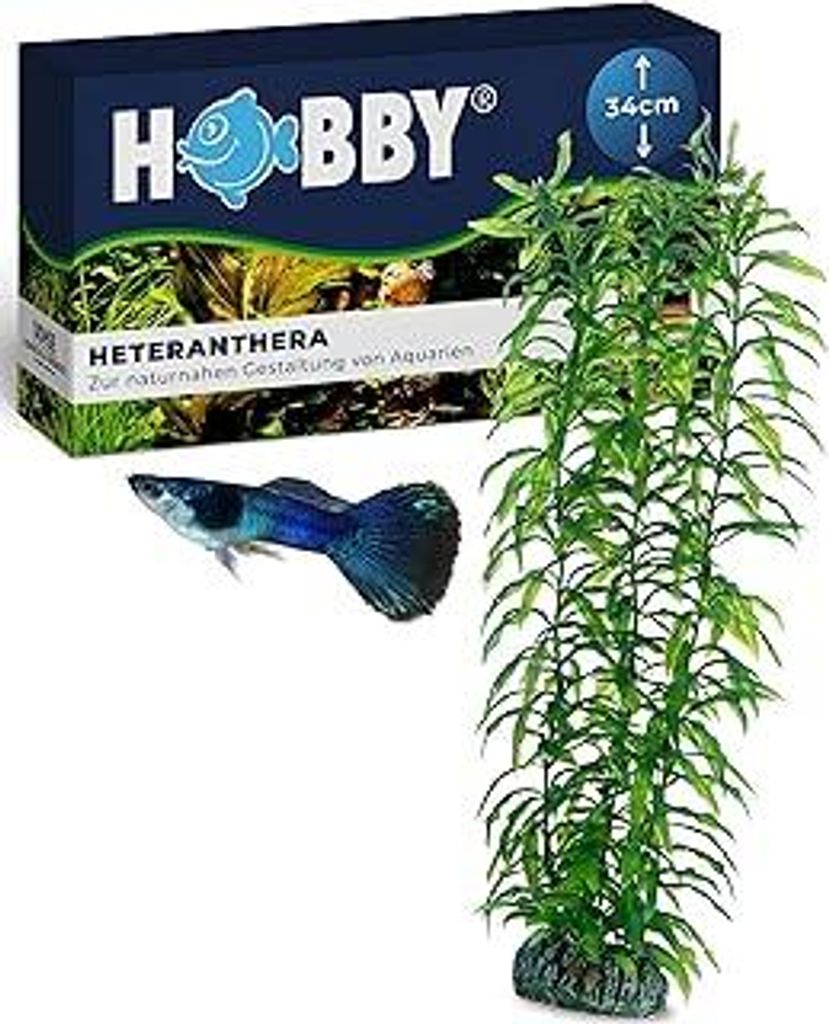HOBBY Aquaristik Heteranthera I 34 cm I Naturgetreue Nachbildung I Versteckmöglichkeiten und Orientierungspunkte für die Revierbildung I Keine Be...