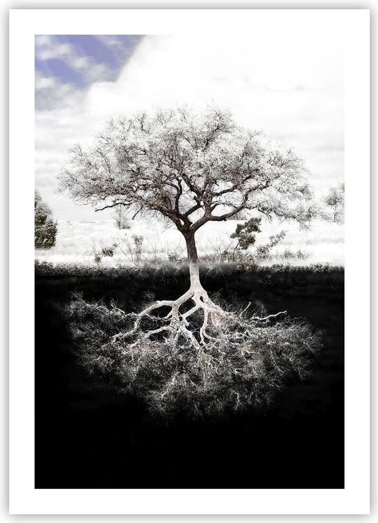 Poster - Poster ohne Rahmen - Baum die Wurzeln Reflexion - 50x70 cm - Wand Bild - Wanddeko - Wandbilder - Kunstposter - Wandposter - Bilder - Kunst...