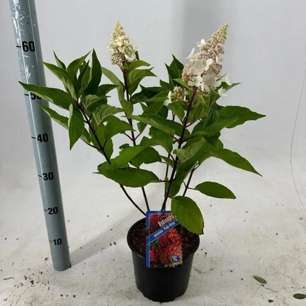 Hortensia résistant au soleil Pinky Winky - Solution fleurs jardin