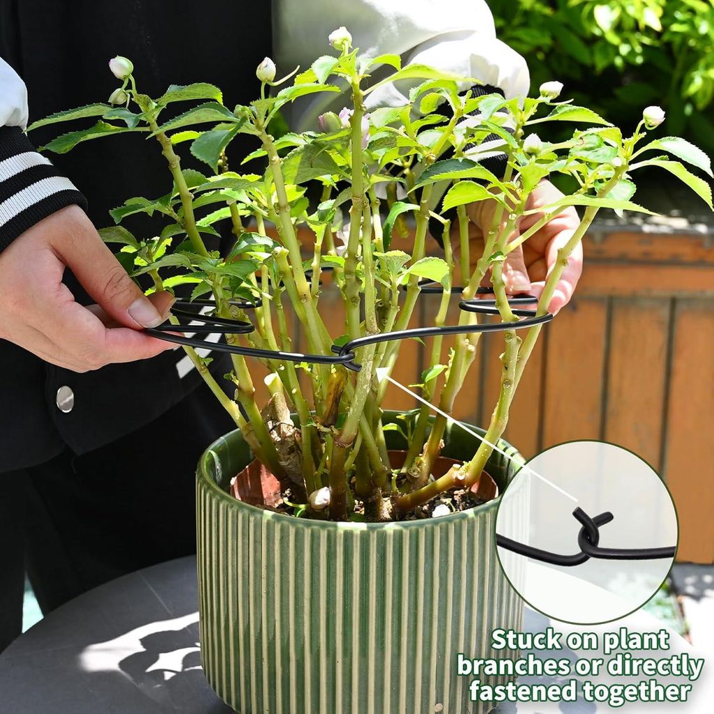 oklapnięta monstera Monstera adansonii 'Mint' (Nakrapiana wariegacja) – Secret Garden Plant Shop main image 0